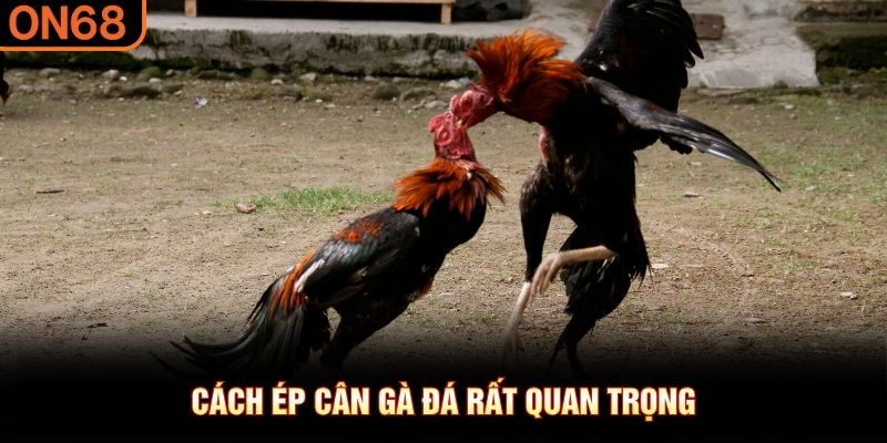 Cách ép cân gà đá rất quan trọng 