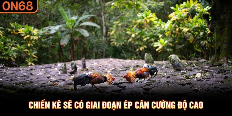 Chiến kê sẽ có giai đoạn ép cân cường độ cao 
